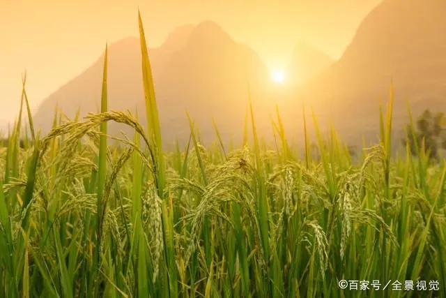 广西旅游商品网-专业的广西旅游购物，广西特产购买指导网站。